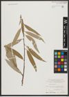 Foto von Salix alba L.